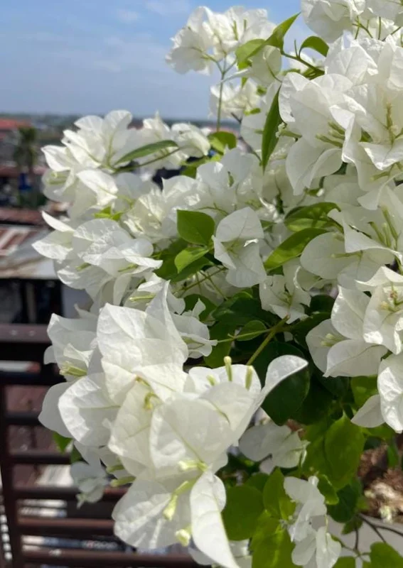 Set of 4 White Bougainvillea Live Plants – 4 Inch Pots – Tropical Vines Set of 4 White Bougainvillea Live Plants – 4 Inch Pots – Tropical Vines - Image 3