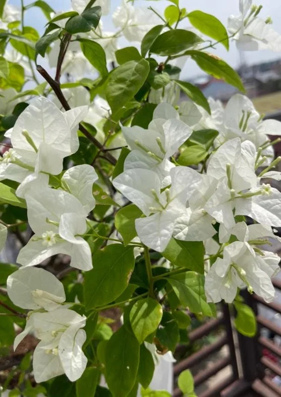 Set of 4 White Bougainvillea Live Plants – 4 Inch Pots – Tropical Vines Set of 4 White Bougainvillea Live Plants – 4 Inch Pots – Tropical Vines - Image 4