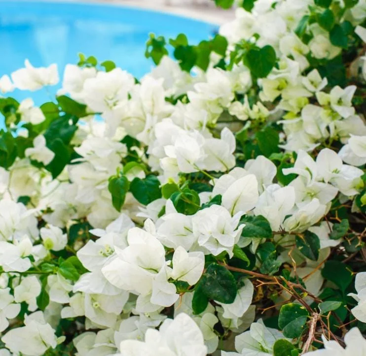 Set of 4 White Bougainvillea Live Plants – 4 Inch Pots – Tropical Vines Set of 4 White Bougainvillea Live Plants – 4 Inch Pots – Tropical Vines - Image 5