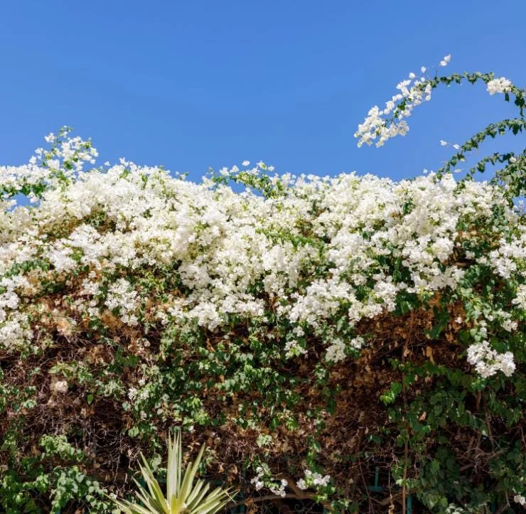 Set of 4 White Bougainvillea Live Plants – 4 Inch Pots – Tropical Vines Set of 4 White Bougainvillea Live Plants – 4 Inch Pots – Tropical Vines - Image 6