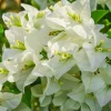Set of 4 White Bougainvillea Live Plants – 4 Inch Pots – Tropical Vines - Image 1