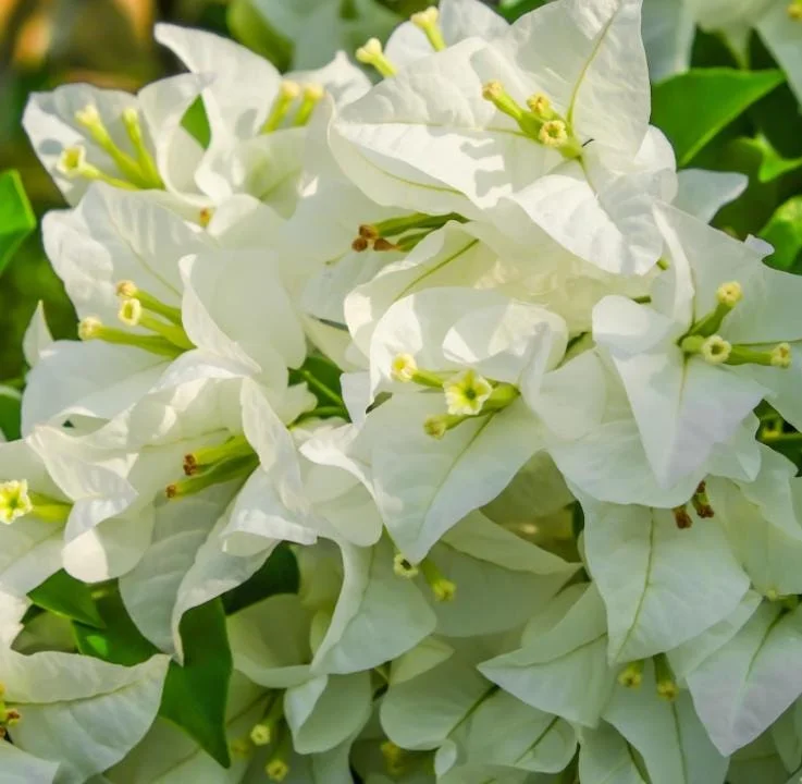 Set of 4 White Bougainvillea Live Plants – 4 Inch Pots – Tropical Vines Set of 4 White Bougainvillea Live Plants – 4 Inch Pots – Tropical Vines - Image 1