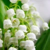 Set of 5 Lily of the Valley Bulbs - Fragrant White Perennial Flowers - Image 1