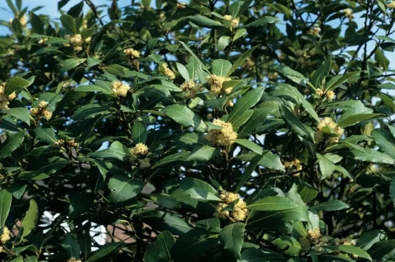 Set of 5 Live Bay Leaf Plants – Bay Laurel (Laurus nobilis) – Culinary Herb – 8-10 Inch Tall – 3 Inch Pot Set of 5 Live Bay Leaf Plants – Bay Laurel (Laurus nobilis) – Culinary Herb – 8-10 Inch Tall – 3 Inch Pot - Image 3