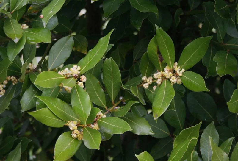 Set of 5 Live Bay Leaf Plants – Bay Laurel (Laurus nobilis) – Culinary Herb – 8-10 Inch Tall – 3 Inch Pot Set of 5 Live Bay Leaf Plants – Bay Laurel (Laurus nobilis) – Culinary Herb – 8-10 Inch Tall – 3 Inch Pot - Image 4