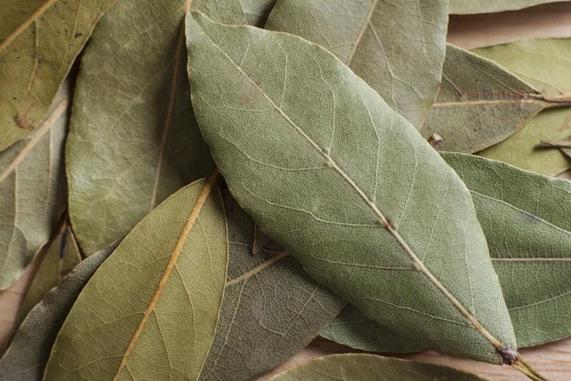 Set of 5 Live Bay Leaf Plants – Bay Laurel (Laurus nobilis) – Culinary Herb – 8-10 Inch Tall – 3 Inch Pot Set of 5 Live Bay Leaf Plants – Bay Laurel (Laurus nobilis) – Culinary Herb – 8-10 Inch Tall – 3 Inch Pot - Image 5