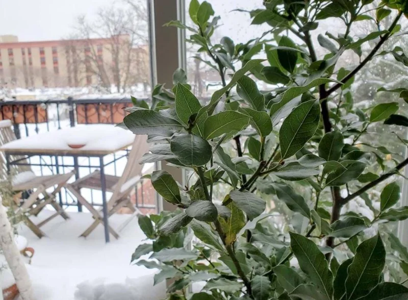 Set of 5 Live Bay Leaf Plants – Bay Laurel (Laurus nobilis) – Culinary Herb – 8-10 Inch Tall – 3 Inch Pot Set of 5 Live Bay Leaf Plants – Bay Laurel (Laurus nobilis) – Culinary Herb – 8-10 Inch Tall – 3 Inch Pot - Image 1