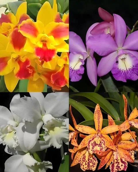 Set of 5 Live Orchid Plants – Mixed Varieties (Cattleya, Oncidium, Dendrobium, Vanda, Phalaenopsis) – Bare Root Starter Plants for Indoor Garden Set of 5 Live Orchid Plants – Mixed Varieties (Cattleya, Oncidium, Dendrobium, Vanda, Phalaenopsis) – Bare Root Starter Plants for Indoor Garden - Image 2