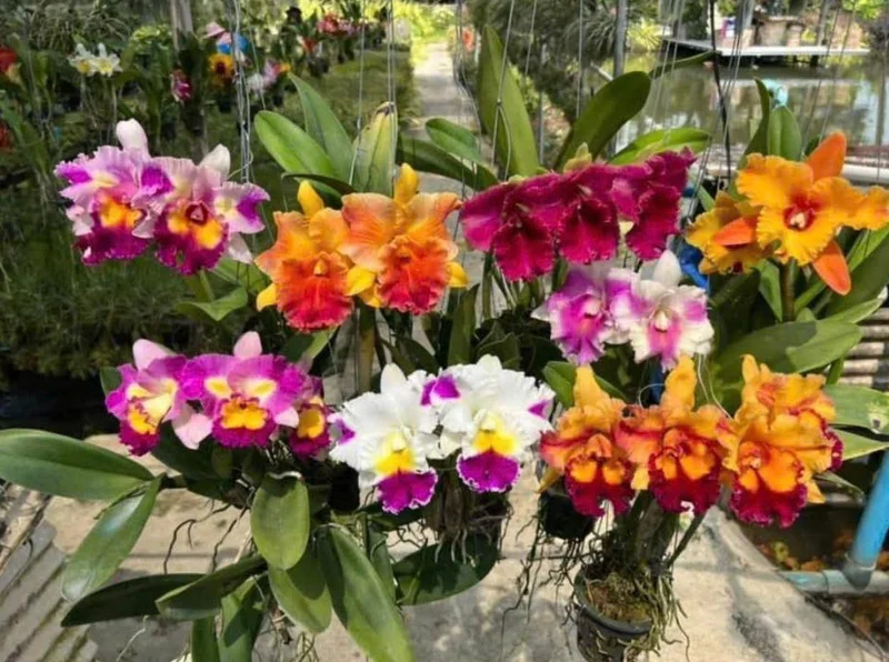 Set of 5 Live Orchid Plants – Mixed Varieties (Cattleya, Oncidium, Dendrobium, Vanda, Phalaenopsis) – Bare Root Starter Plants for Indoor Garden Set of 5 Live Orchid Plants – Mixed Varieties (Cattleya, Oncidium, Dendrobium, Vanda, Phalaenopsis) – Bare Root Starter Plants for Indoor Garden - Image 4