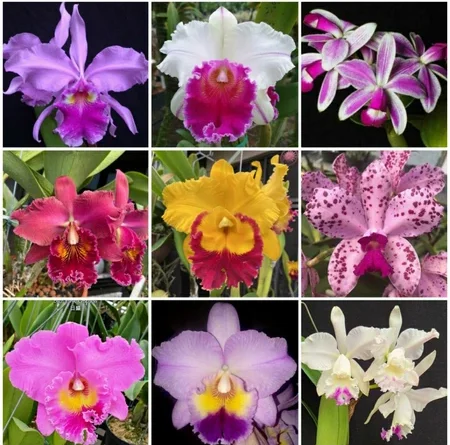 Set of 5 Live Orchid Plants – Mixed Varieties (Cattleya, Oncidium, Dendrobium, Vanda, Phalaenopsis) – Bare Root Starter Plants for Indoor Garden Set of 5 Live Orchid Plants – Mixed Varieties (Cattleya, Oncidium, Dendrobium, Vanda, Phalaenopsis) – Bare Root Starter Plants for Indoor Garden - Image 6