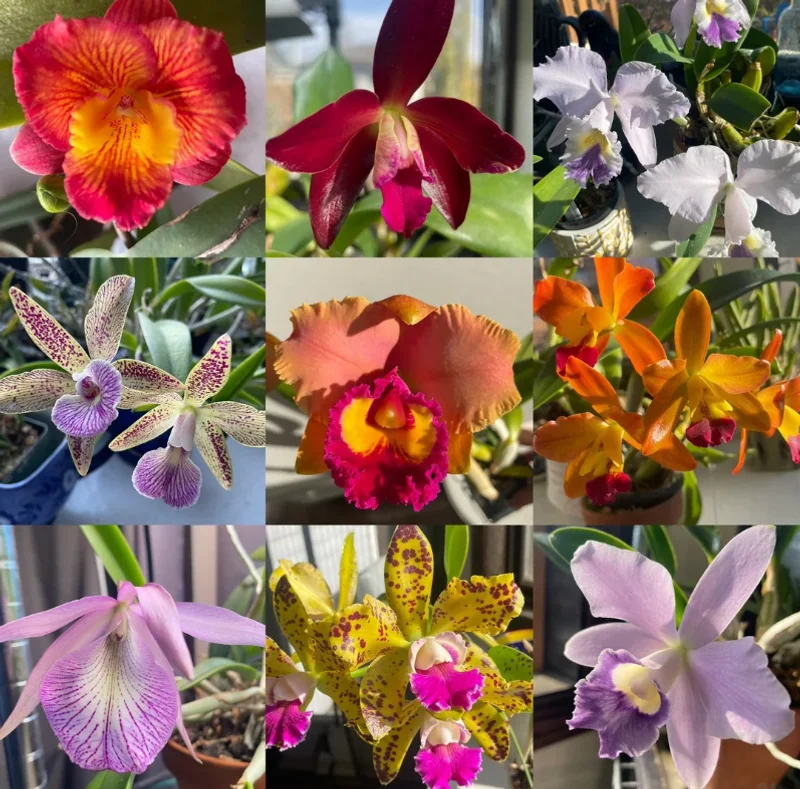 Set of 5 Live Orchid Plants – Mixed Varieties (Cattleya, Oncidium, Dendrobium, Vanda, Phalaenopsis) – Bare Root Starter Plants for Indoor Garden Set of 5 Live Orchid Plants – Mixed Varieties (Cattleya, Oncidium, Dendrobium, Vanda, Phalaenopsis) – Bare Root Starter Plants for Indoor Garden - Image 7
