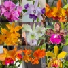 Set of 5 Live Orchid Plants – Mixed Varieties (Cattleya, Oncidium, Dendrobium, Vanda, Phalaenopsis) – Bare Root Starter Plants for Indoor Garden - Image 1