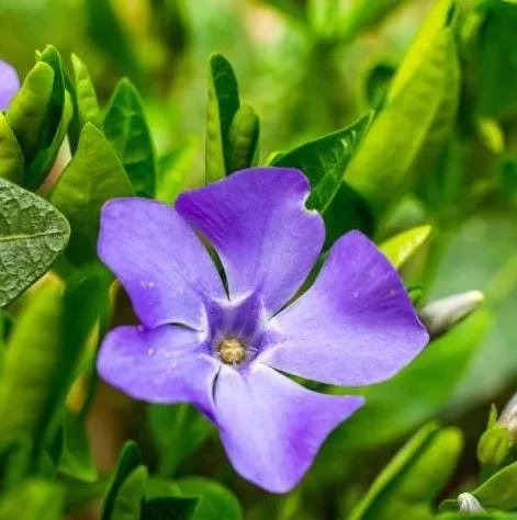 Set of 50 Vinca Periwinkle Live Plants, Ground Cover, 6-8 Inch Tall, Outdoor Set of 50 Vinca Periwinkle Live Plants, Ground Cover, 6-8 Inch Tall, Outdoor - Image 2