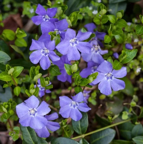 Set of 50 Vinca Periwinkle Live Plants, Ground Cover, 6-8 Inch Tall, Outdoor Set of 50 Vinca Periwinkle Live Plants, Ground Cover, 6-8 Inch Tall, Outdoor - Image 3