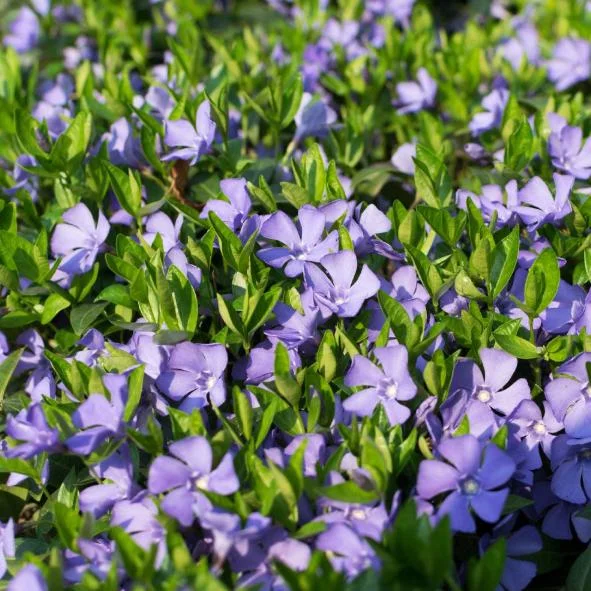 Set of 50 Vinca Periwinkle Live Plants, Ground Cover, 6-8 Inch Tall, Outdoor Set of 50 Vinca Periwinkle Live Plants, Ground Cover, 6-8 Inch Tall, Outdoor - Image 4