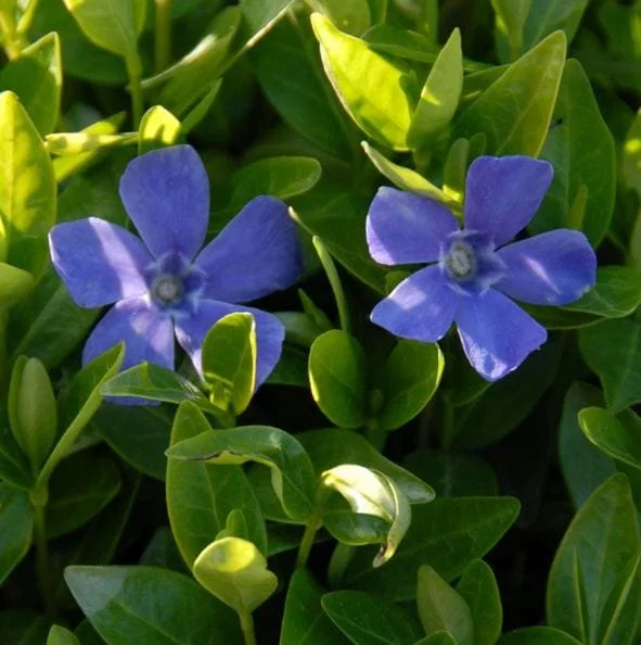 Set of 50 Vinca Periwinkle Live Plants, Ground Cover, 6-8 Inch Tall, Outdoor Set of 50 Vinca Periwinkle Live Plants, Ground Cover, 6-8 Inch Tall, Outdoor - Image 5