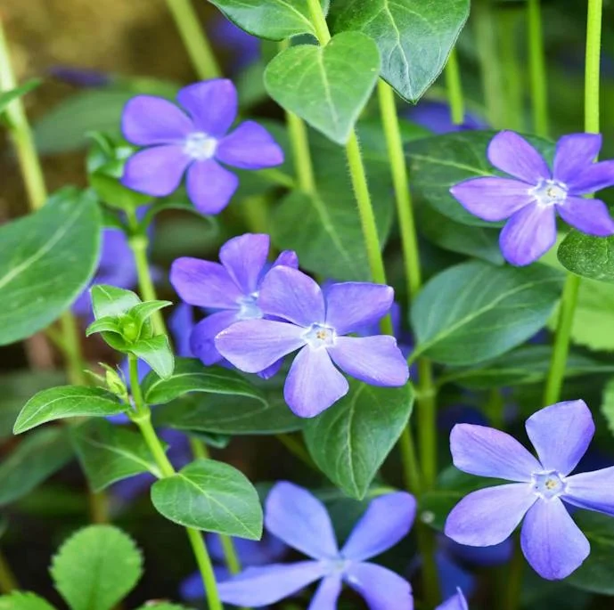 Set of 50 Vinca Periwinkle Live Plants, Ground Cover, 6-8 Inch Tall, Outdoor Set of 50 Vinca Periwinkle Live Plants, Ground Cover, 6-8 Inch Tall, Outdoor - Image 6