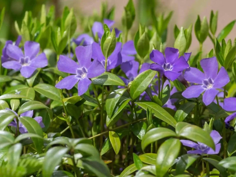 Set of 50 Vinca Periwinkle Live Plants, Ground Cover, 6-8 Inch Tall, Outdoor Set of 50 Vinca Periwinkle Live Plants, Ground Cover, 6-8 Inch Tall, Outdoor - Image 7