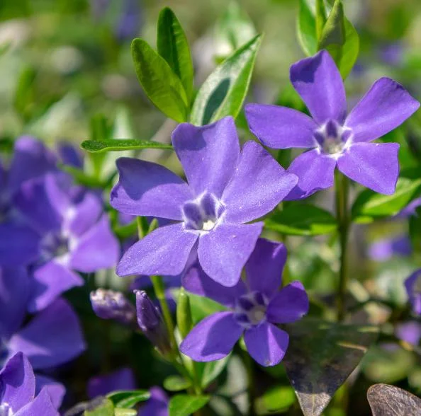 Set of 50 Vinca Periwinkle Live Plants, Ground Cover, 6-8 Inch Tall, Outdoor Set of 50 Vinca Periwinkle Live Plants, Ground Cover, 6-8 Inch Tall, Outdoor - Image 8