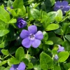 Set of 50 Vinca Periwinkle Live Plants, Ground Cover, 6-8 Inch Tall, Outdoor - Image 1