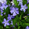 Set of 75 Vinca Plants Live - Periwinkle Ground Cover, 6-8 Inch Tall, Outdoor Perennial - Image 1