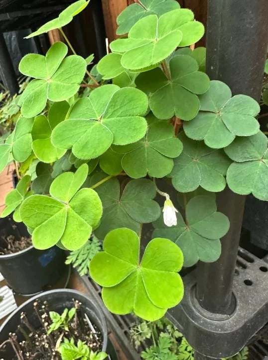 Shade Oxalis Live Plant - 2-5 inch Tall, 3 inch Pot, Compact Indoor Accent Shade Oxalis Live Plant - 2-5 inch Tall, 3 inch Pot, Compact Indoor Accent - Image 2