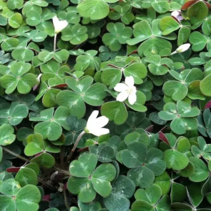 Shade Oxalis Live Plant - 2-5 inch Tall, 3 inch Pot, Compact Indoor Accent Shade Oxalis Live Plant - 2-5 inch Tall, 3 inch Pot, Compact Indoor Accent - Image 3
