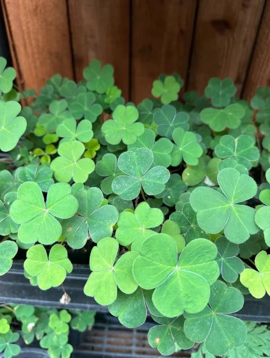 Shade Oxalis Live Plant - 2-5 inch Tall, 3 inch Pot, Compact Indoor Accent Shade Oxalis Live Plant - 2-5 inch Tall, 3 inch Pot, Compact Indoor Accent - Image 4