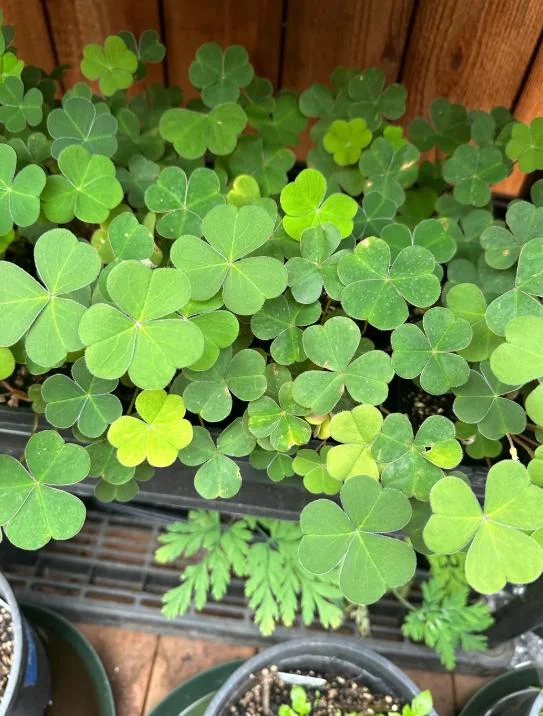 Shade Oxalis Live Plant - 2-5 inch Tall, 3 inch Pot, Compact Indoor Accent Shade Oxalis Live Plant - 2-5 inch Tall, 3 inch Pot, Compact Indoor Accent - Image 5