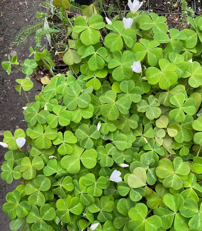 Shade Oxalis Live Plant - 2-5 inch Tall, 3 inch Pot, Compact Indoor Accent Shade Oxalis Live Plant - 2-5 inch Tall, 3 inch Pot, Compact Indoor Accent - Image 1