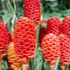 Shampoo Ginger Live Plant (Zingiber Zerumbet) - Outdoor Landscape - Image 1