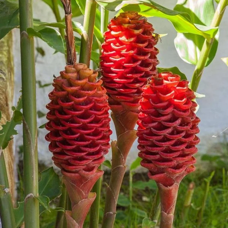 Shampoo Ginger Live Rhizomes – Zingiber Zerumbet Plant for Outdoors – 3-6 ft Tall - Image 2