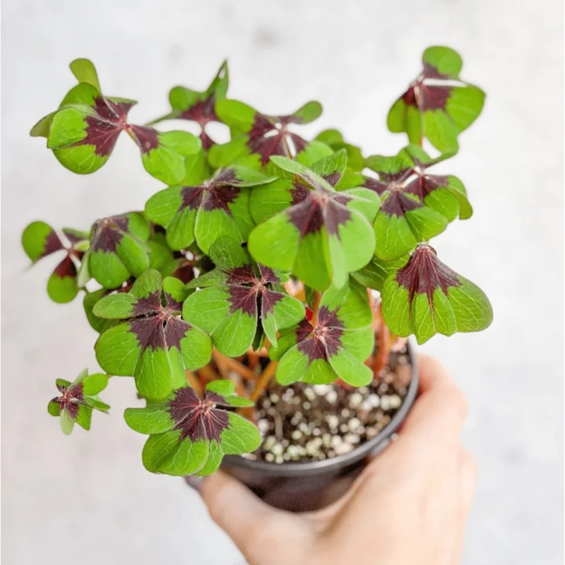 Shamrock Iron Cross Oxalis Live Plant - Green & Purple Foliage, Pink Flowers, 4" Pot Shamrock Iron Cross Oxalis Live Plant - Green & Purple Foliage, Pink Flowers, 4" Pot - Image 2