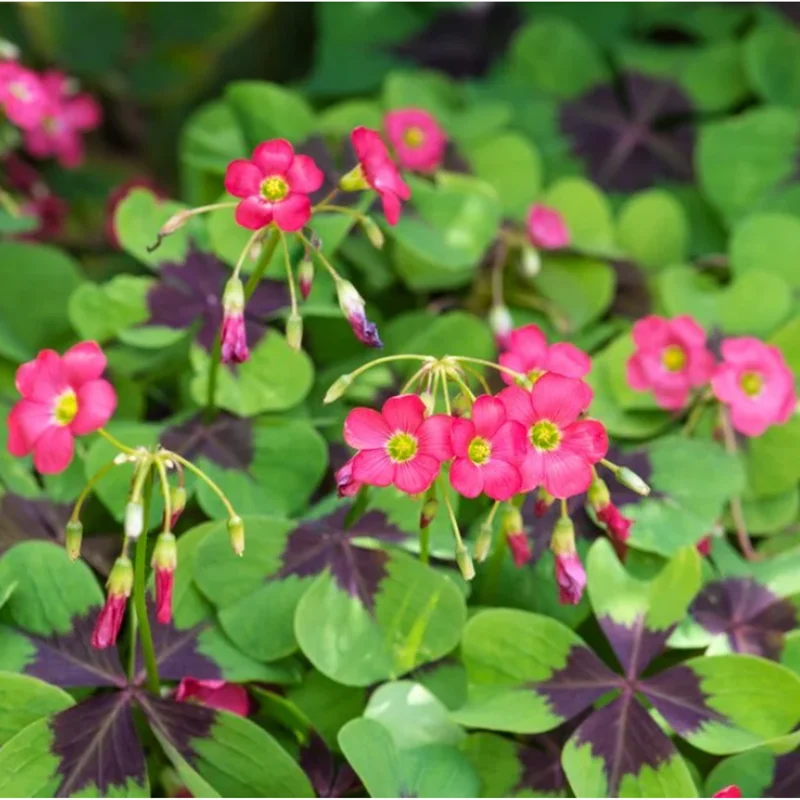 Shamrock Iron Cross Oxalis Live Plant - Green & Purple Foliage, Pink Flowers, 4" Pot Shamrock Iron Cross Oxalis Live Plant - Green & Purple Foliage, Pink Flowers, 4" Pot - Image 3