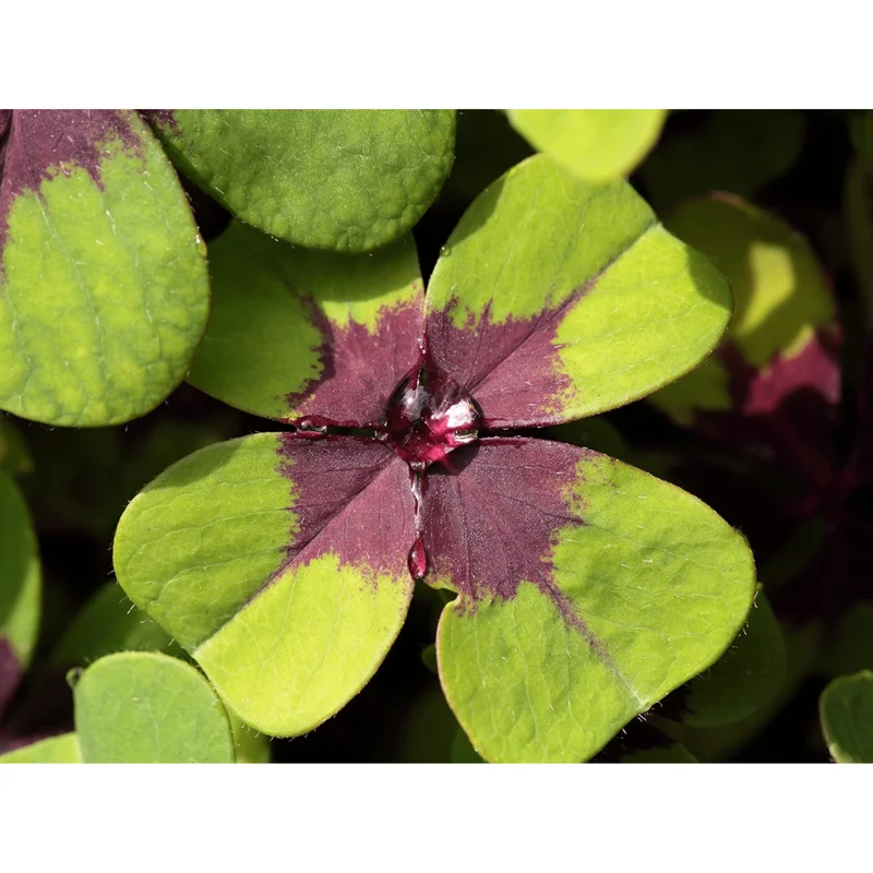 Shamrock Iron Cross Oxalis Live Plant - Green & Purple Foliage, Pink Flowers, 4" Pot Shamrock Iron Cross Oxalis Live Plant - Green & Purple Foliage, Pink Flowers, 4" Pot - Image 4