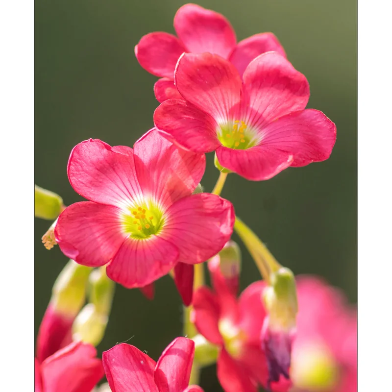 Shamrock Iron Cross Oxalis Live Plant - Green & Purple Foliage, Pink Flowers, 4" Pot Shamrock Iron Cross Oxalis Live Plant - Green & Purple Foliage, Pink Flowers, 4" Pot - Image 5