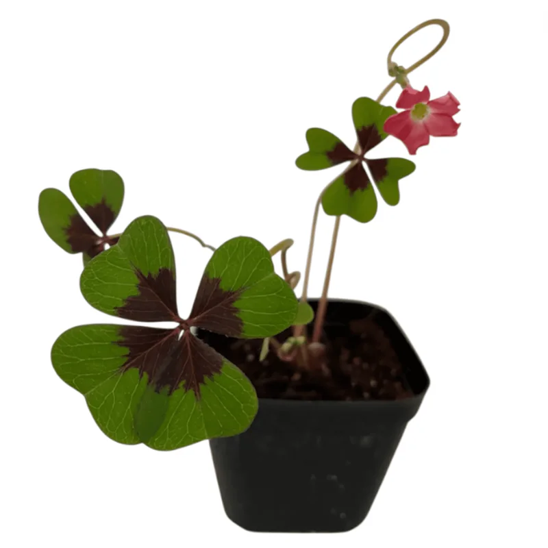 Shamrock Iron Cross Oxalis Live Plant - Green & Purple Foliage, Pink Flowers, 4" Pot Shamrock Iron Cross Oxalis Live Plant - Green & Purple Foliage, Pink Flowers, 4" Pot - Image 6
