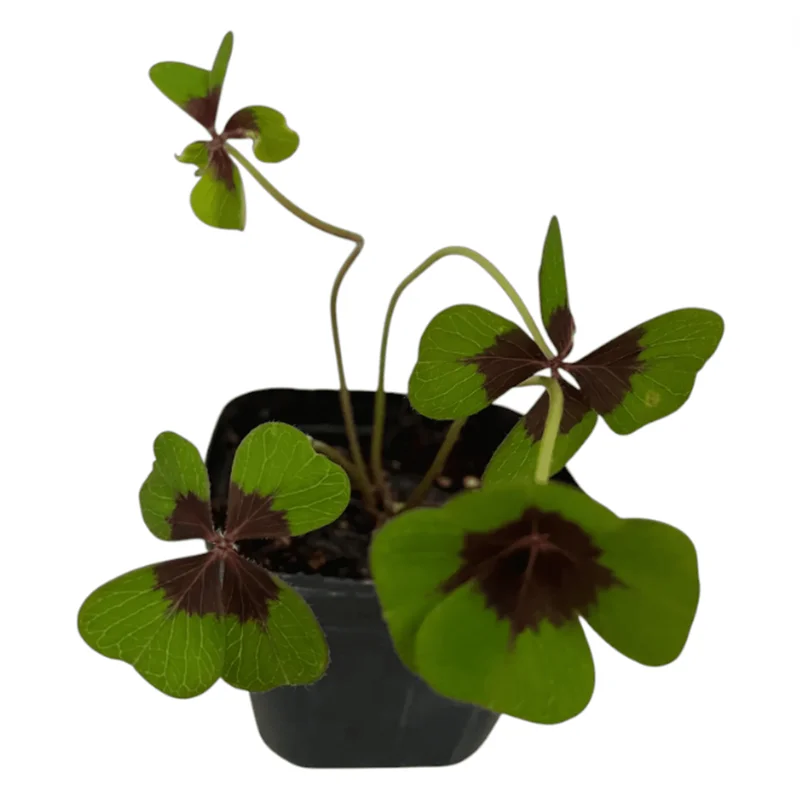 Shamrock Iron Cross Oxalis Live Plant - Green & Purple Foliage, Pink Flowers, 4" Pot Shamrock Iron Cross Oxalis Live Plant - Green & Purple Foliage, Pink Flowers, 4" Pot - Image 7