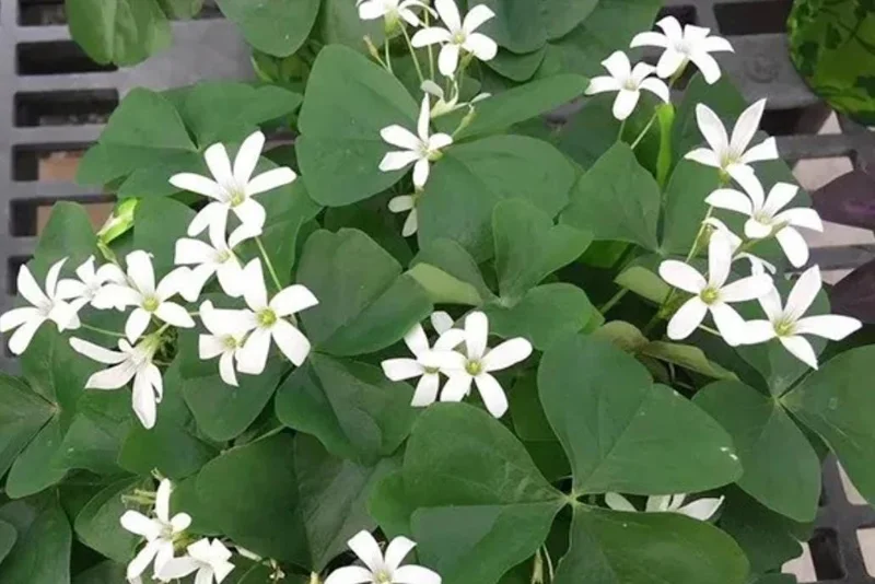 Shamrock Live Plant – 3.5-inch Pot – Indoor Houseplant – Green Foliage Shamrock Live Plant – 3.5-inch Pot – Indoor Houseplant – Green Foliage - Image 2