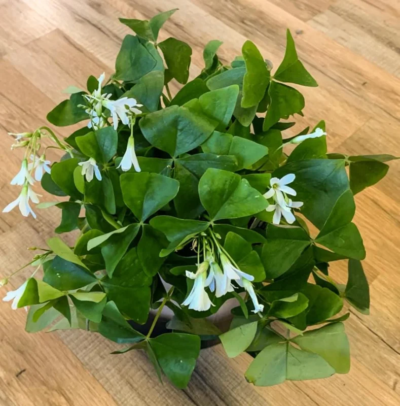 Shamrock Live Plant – 3.5-inch Pot – Indoor Houseplant – Green Foliage Shamrock Live Plant – 3.5-inch Pot – Indoor Houseplant – Green Foliage - Image 3