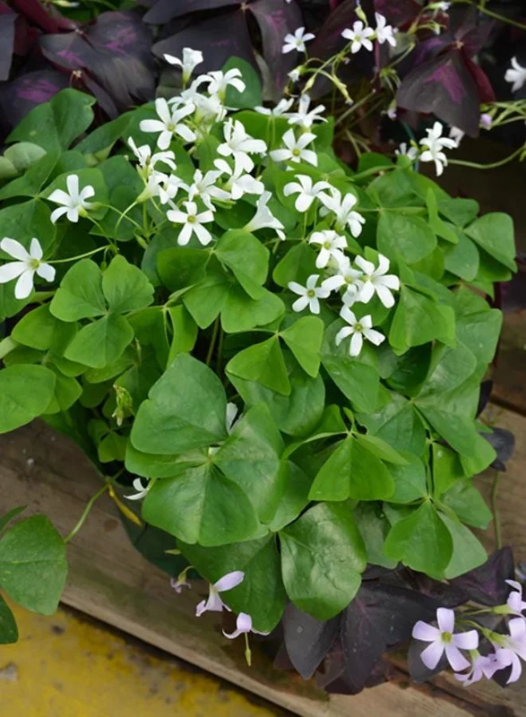 Shamrock Live Plant – 3.5-inch Pot – Indoor Houseplant – Green Foliage Shamrock Live Plant – 3.5-inch Pot – Indoor Houseplant – Green Foliage - Image 4