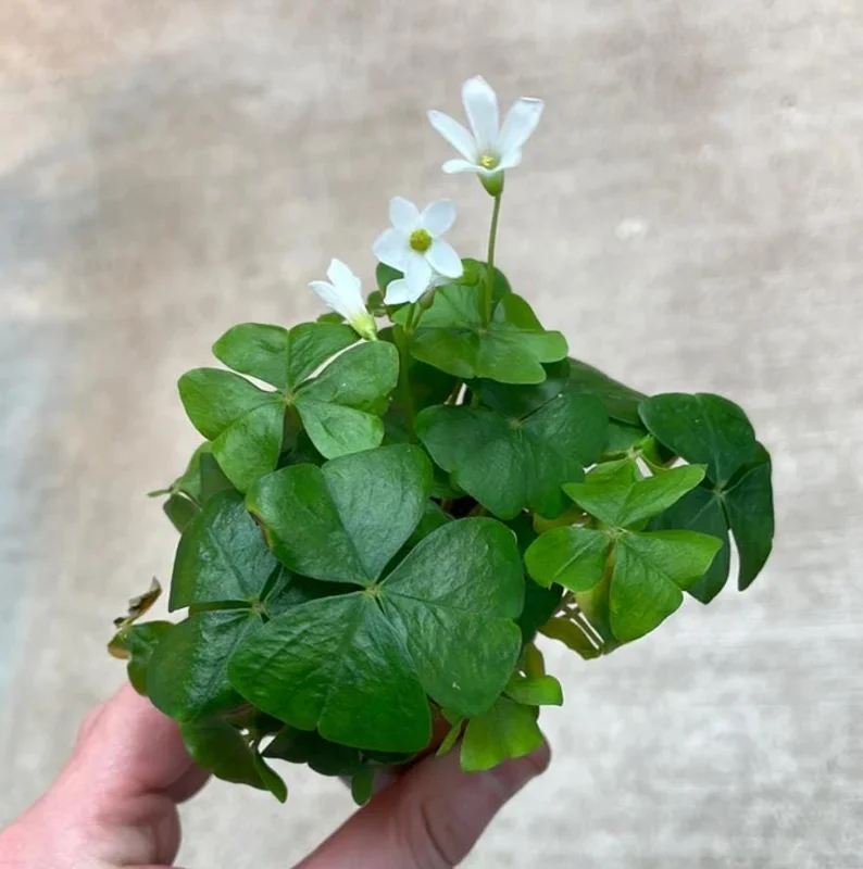 Shamrock Live Plant – 3.5-inch Pot – Indoor Houseplant – Green Foliage Shamrock Live Plant – 3.5-inch Pot – Indoor Houseplant – Green Foliage - Image 5