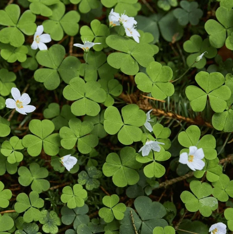 Shamrock Live Plant – 3.5-inch Pot – Indoor Houseplant – Green Foliage Shamrock Live Plant – 3.5-inch Pot – Indoor Houseplant – Green Foliage - Image 1