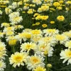 Shasta Daisy Realflor Real Charmer Live Plant - Set of 2, 4-8 Inch, White & Yellow Blooms, Hardy Perennial - Image 1
