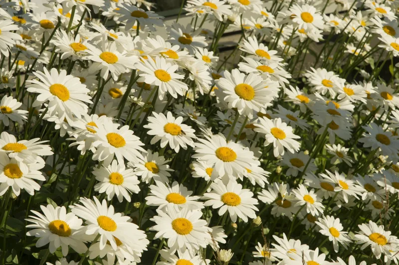 Shasta Daisy Seeds - 200 Count, Hardy, White Flowers, Perennial Outdoor - Image 2