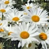Shasta Daisy Seeds - 200 Count, Hardy, White Flowers, Perennial Outdoor - Image 1