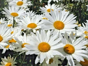 Shasta Daisy Seeds - 200 Count, Hardy, White Flowers, Perennial Outdoor - Image 1