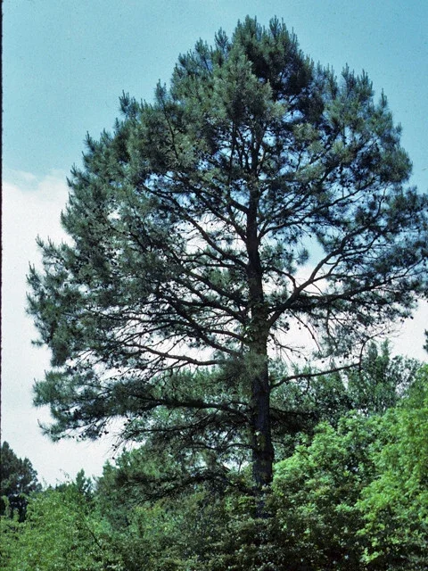 Shortleaf Pine Live Starter Tree - Pinus echinata - 12+ Inches Tall - Outdoor Evergreen Shortleaf Pine Live Starter Tree - Pinus echinata - 12+ Inches Tall - Outdoor Evergreen - Image 2