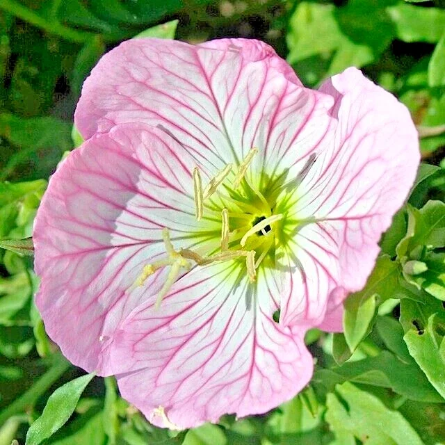 Showy Pink Evening Primrose Seeds - Oenothera Speciosa - Perennial Flower - 100 Seeds - Image 2