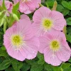Showy Pink Evening Primrose Seeds - Oenothera Speciosa - Perennial Flower - 100 Seeds - Image 1